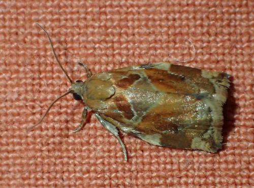 Réf. 324 240 : Archips xylosteana